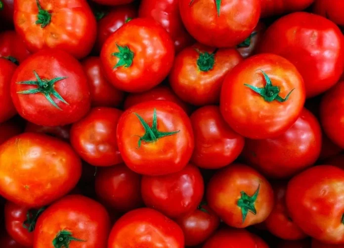 tomate_1748359852,6663