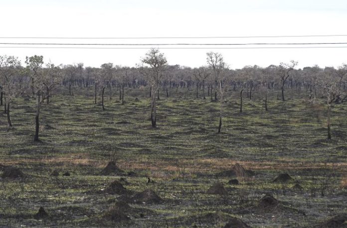 Regiao-do-Pantanal-em-Julho-de-2024-Foto-Bruno-Rezende-01-730x480